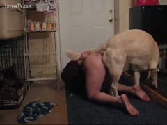 The large dog mounts the male owner.
